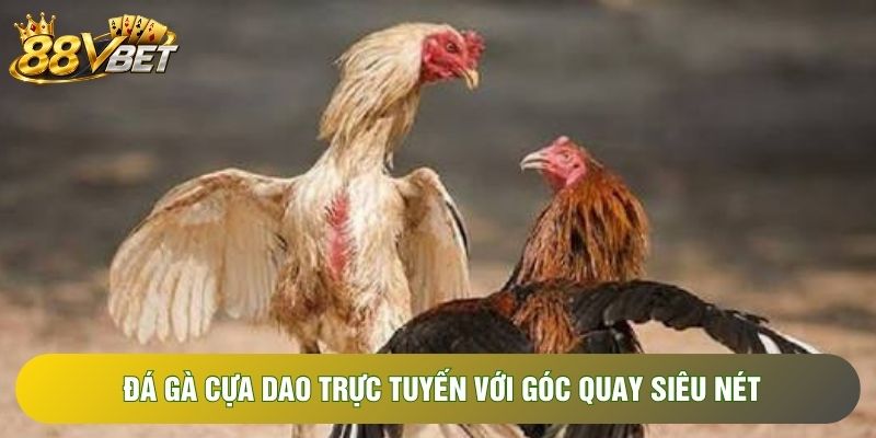 đá gà cựa dao trực tuyến với góc quay siêu nét