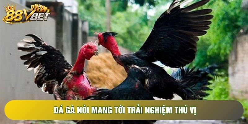 Đá gà nòi mang tới trải nghiệm thú vị Đá gà nòi mang tới trải nghiệm thú vị
