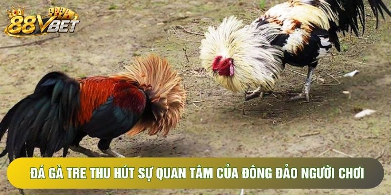 Đá gà tre thu hút sự quan tâm của đông đảo người chơi