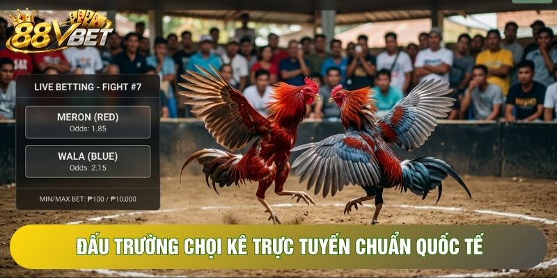 Đấu trường chọi kê trực tuyến chuẩn quốc tế Đấu trường chọi kê trực tuyến chuẩn quốc tế