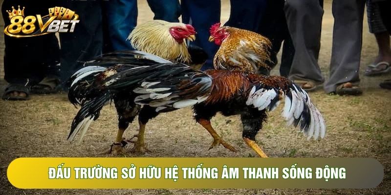 Đấu trường sở hữu hệ thống âm thanh sống động