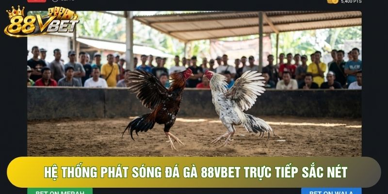 Hệ thống phát sóng đá gà 88VBET trực tiếp sắc nét Hệ thống phát sóng đá gà 88VBET trực tiếp sắc nét