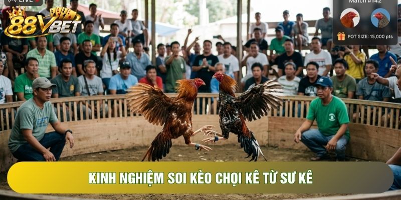Kinh nghiệm soi kèo chọi kê từ sư kê Kinh nghiệm soi kèo chọi kê từ sư kê