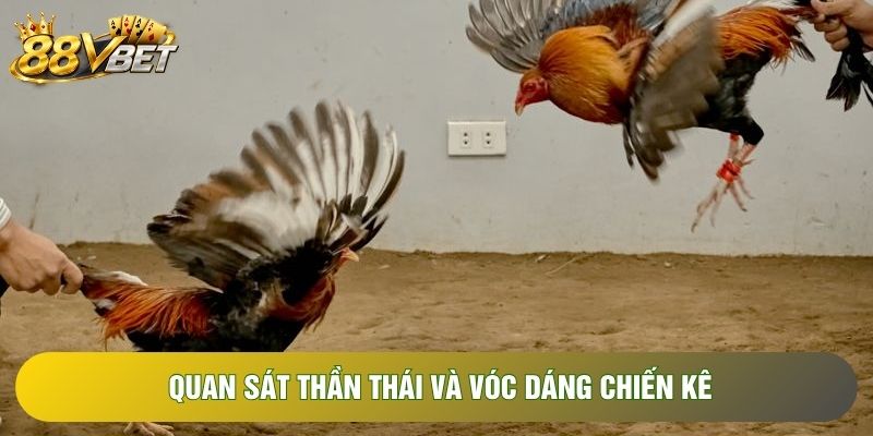 Quan sát thần thái và vóc dáng chiến kê